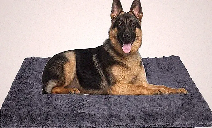 Hundebett, waschbares XXL Hundekissen für große Hunde, Matratze, orthopädisch