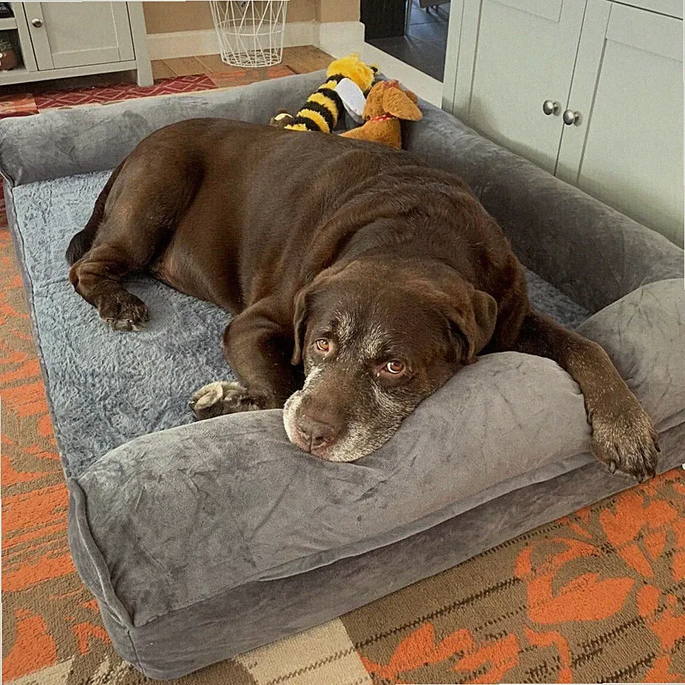 Orthopädisches Hundebett Bett Sofa Schlafplatz Warm Kissen Korb mit Rückenlehne