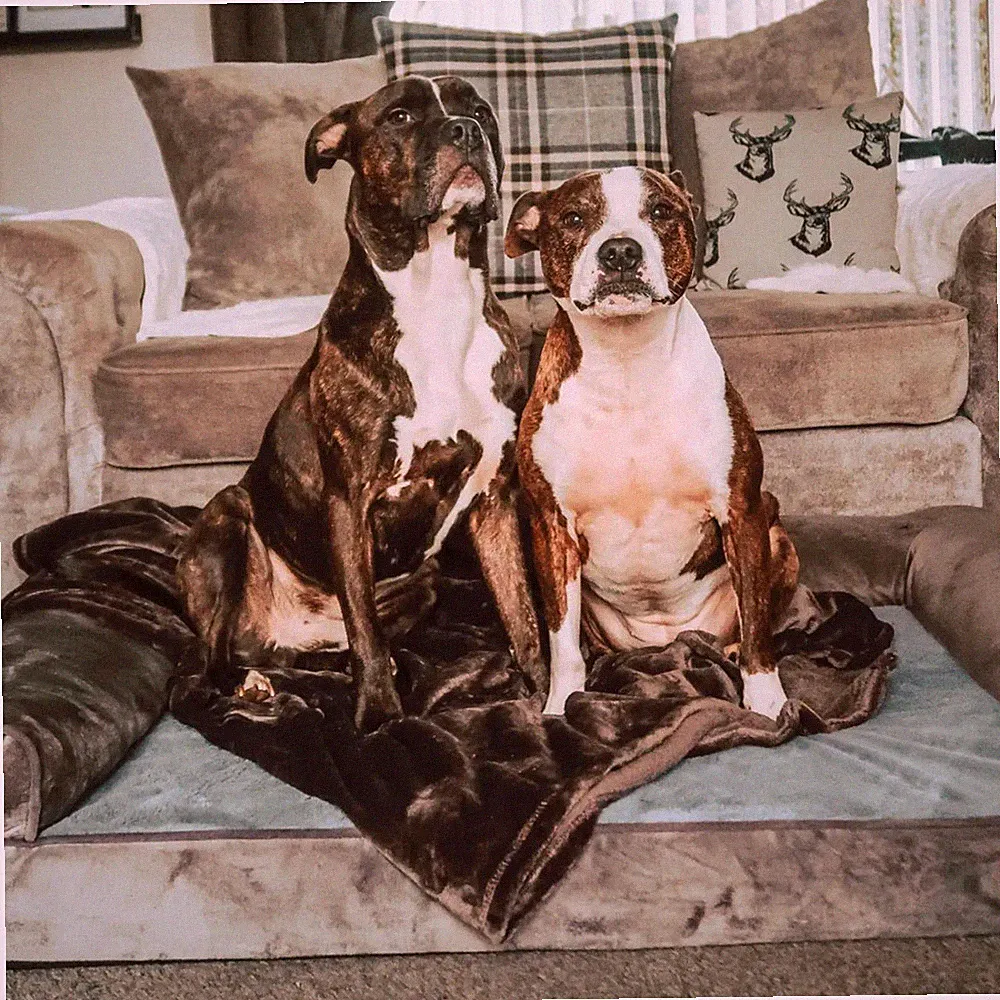 Orthopädisches Hundebett Haustierbett Hundesofa Hundekissen für groß alt Hunde